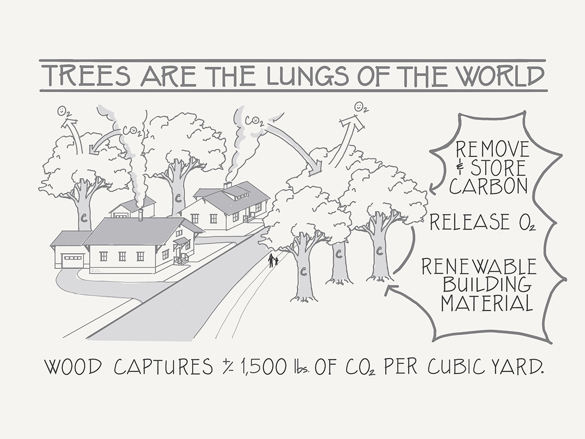 Carolina Timberworks - sustainability comic 1